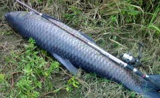 青鱼视频在线观看国产